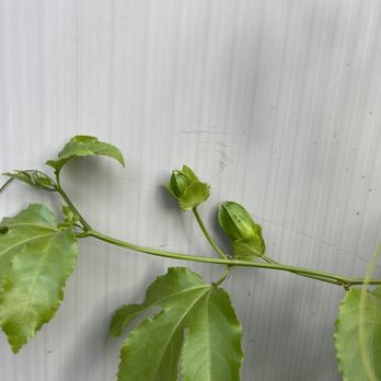 Ventura Nurseries - Passion fruit is already producing flowers! - Nurseries & Gardening Near Me - Tarzana, California Ventura Nurseries - Passion fruit is already producing flowers! - Nurseries & Gardening Near Me - Tarzana, California