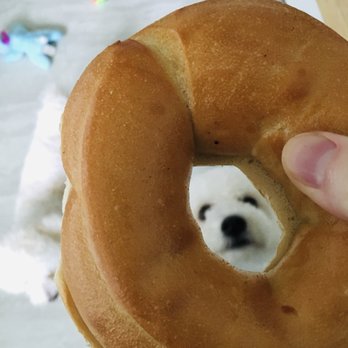 Providence Bagel - Plain bagel and some puppies (puppies not included) - Coffee & Tea Near Me - Providence, Rhode Island Providence Bagel - Plain bagel and some puppies (puppies not included) - Coffee & Tea Near Me - Providence, Rhode Island
