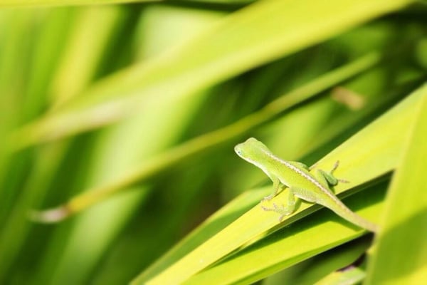 Stoneleigh On Spring Cypress