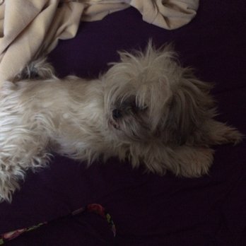 Urban Style Dog - Pet Groomers Near Me - Las Vegas, Nevada Urban Style Dog - Pet Groomers Near Me - Las Vegas, Nevada