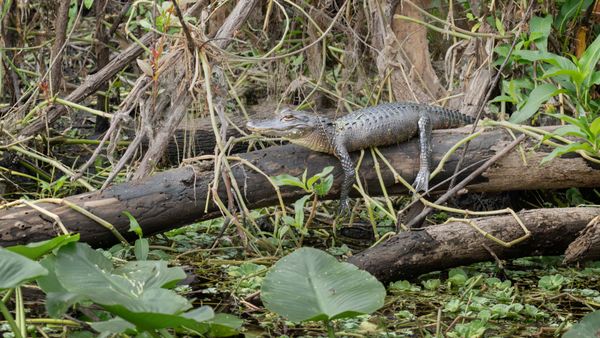 Blue Spring Adventures by null