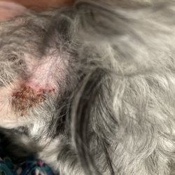 Pristine Pets - Scab on my Yorkipoo ear from being groomed at Pristine Pets