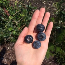 Some of the biggest freakin blueberries I've ever seen! Probably bigger than your average cherry tomato, for sure!