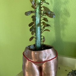 Crazy Plant Bae - Pot, plant all from their selection.