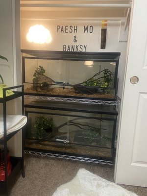 predators reptile store