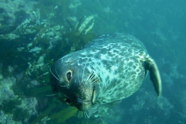 Pacific Marine Mammal Center by null