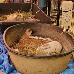 Perry Farms Petting Zoo - Baby bunnies