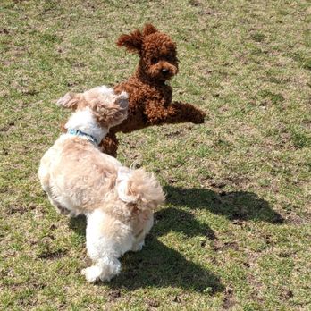 Conejo Creek Dog Park - Dog Parks Near Me - Thousand Oaks, California Conejo Creek Dog Park - Dog Parks Near Me - Thousand Oaks, California