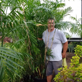Fort Muncy Garden Center - Ricky loves helping customers, he is standing next to a selection of giant palm trees. - Nurseries & Gardening Near Me - Muncy, Pennsylvania Fort Muncy Garden Center - Ricky loves helping customers, he is standing next to a selection of giant palm trees. - Nurseries & Gardening Near Me - Muncy, Pennsylvania