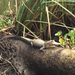 Apalachicola Airboat Adventures