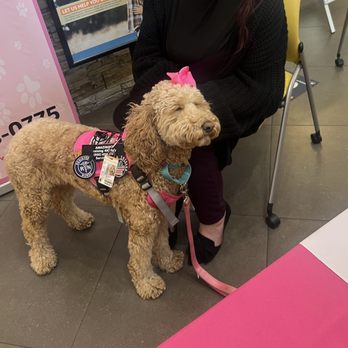 Cocoa's Healing Paws - Counseling & Mental Health Near Me Cocoa's Healing Paws - Counseling & Mental Health Near Me
