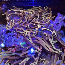 JJ Reefs