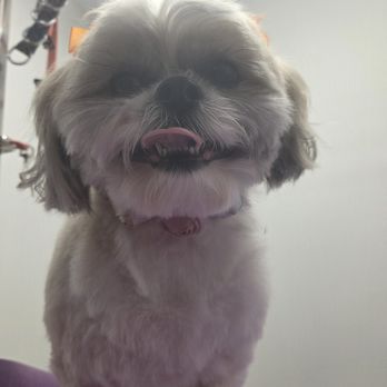 Wonder Pawz - Pet Groomers Near Me - Catskill, New York Wonder Pawz - Pet Groomers Near Me - Catskill, New York