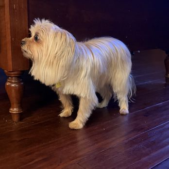 Perfect Pet Cuts - Pet Groomers Near Me - Houston, Texas