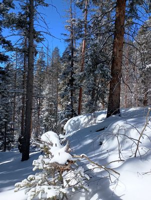 Mueller State Park by null