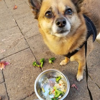 Tarpy's Roadhouse - Ordered the chicken, rice, veggie dog meal. She was a happy pup! - New American Near Me - Monterey, California Tarpy's Roadhouse - Ordered the chicken, rice, veggie dog meal. She was a happy pup! - New American Near Me - Monterey, California