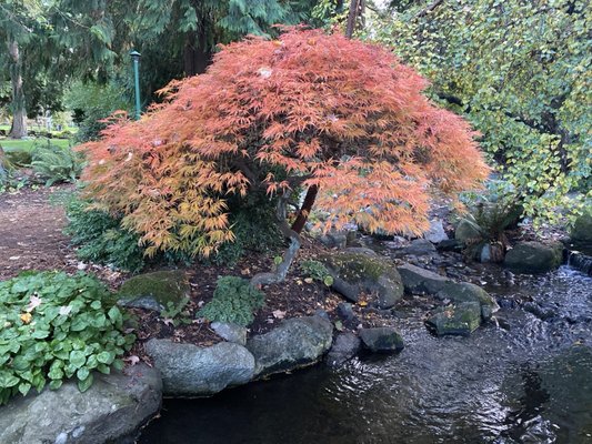 Beacon Hill Park by null