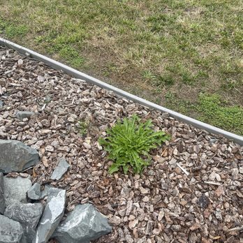 Local Mow Man - Weeds in bed - Lawn Services Near Me Local Mow Man - Weeds in bed - Lawn Services Near Me