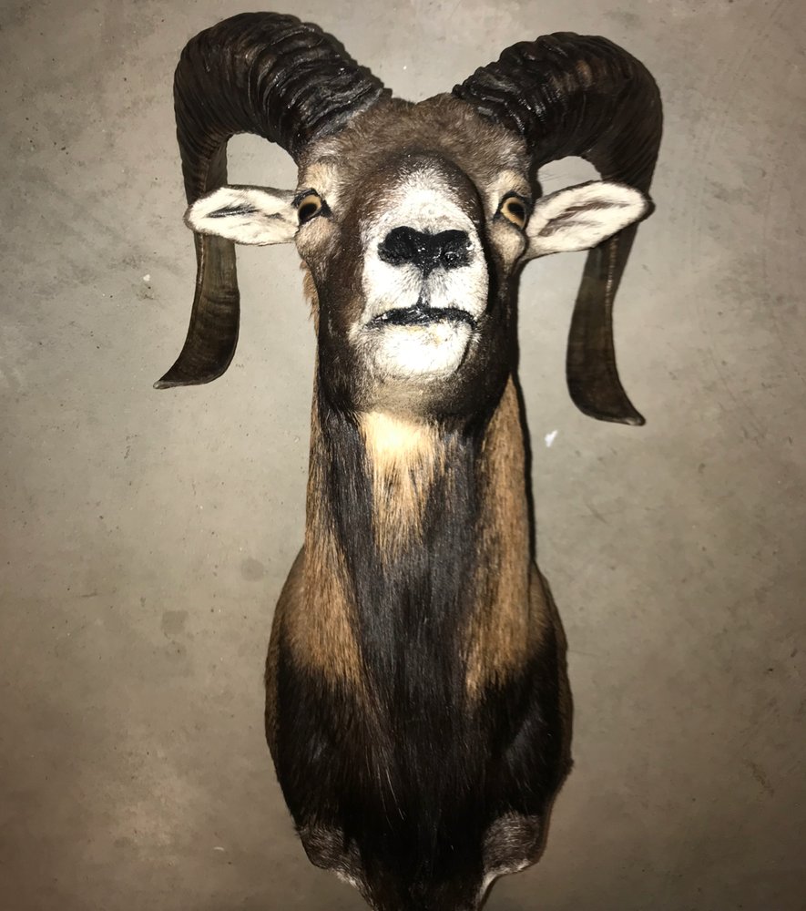 Byrom's Taxidermy - taxidermy in Fort Worth, TX