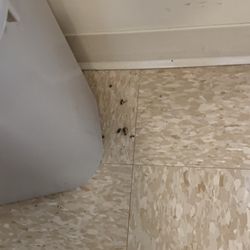 Ashton Creek Health and Rehabilitation Center - Bugs