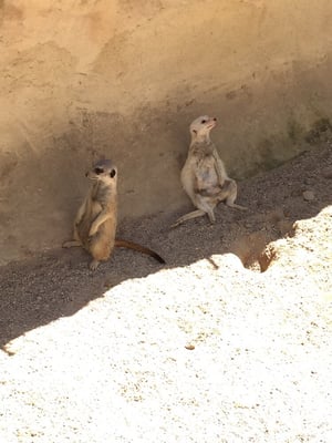 Adelaide Zoo by null
