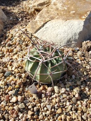 The Gardens on Spring Creek by null