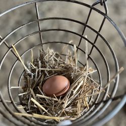 Verdant View Farm - Eggs we got from chickens in farm