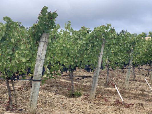 Lula Cellars by null