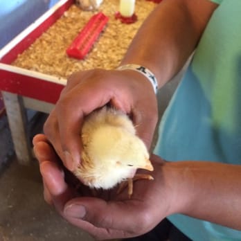 Critter Barn - Kids Activities Near Me - Zeeland, Michigan