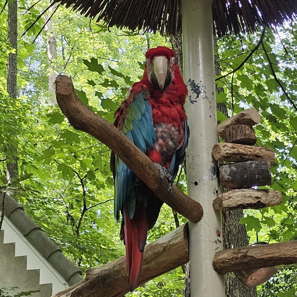 Parrot Mountain & Gardens - Bird - Parks Near Me - Pigeon Forge, Tennessee Parrot Mountain & Gardens - Bird - Parks Near Me - Pigeon Forge, Tennessee