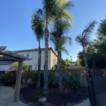 Marcelino's Tree Service - The tree in the middle is a little over 35 feet and has a very large trunk - Tree Services Near Me - Hemet, California