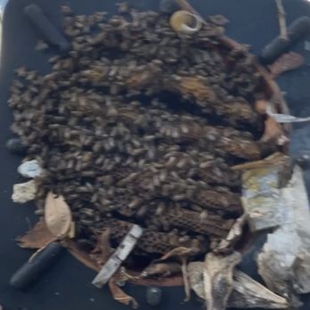 Natural Bee Removal - Construction cone filled with bees from bottom all the way to the top. - Pest Control Near Me Natural Bee Removal - Construction cone filled with bees from bottom all the way to the top. - Pest Control Near Me