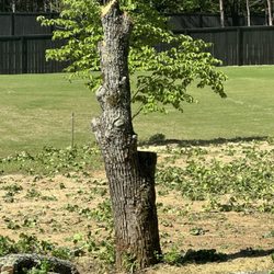 ArborForce Tree Services - Almost down