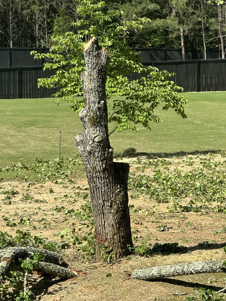 ArborForce Tree Services - tree service in Lawrenceville, GA