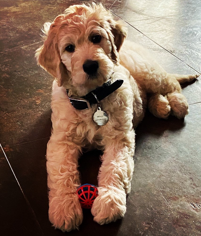 PETAL ANIMAL CLINIC Updated July 2024 1111 Evelyn Gandy Pkwy, Petal