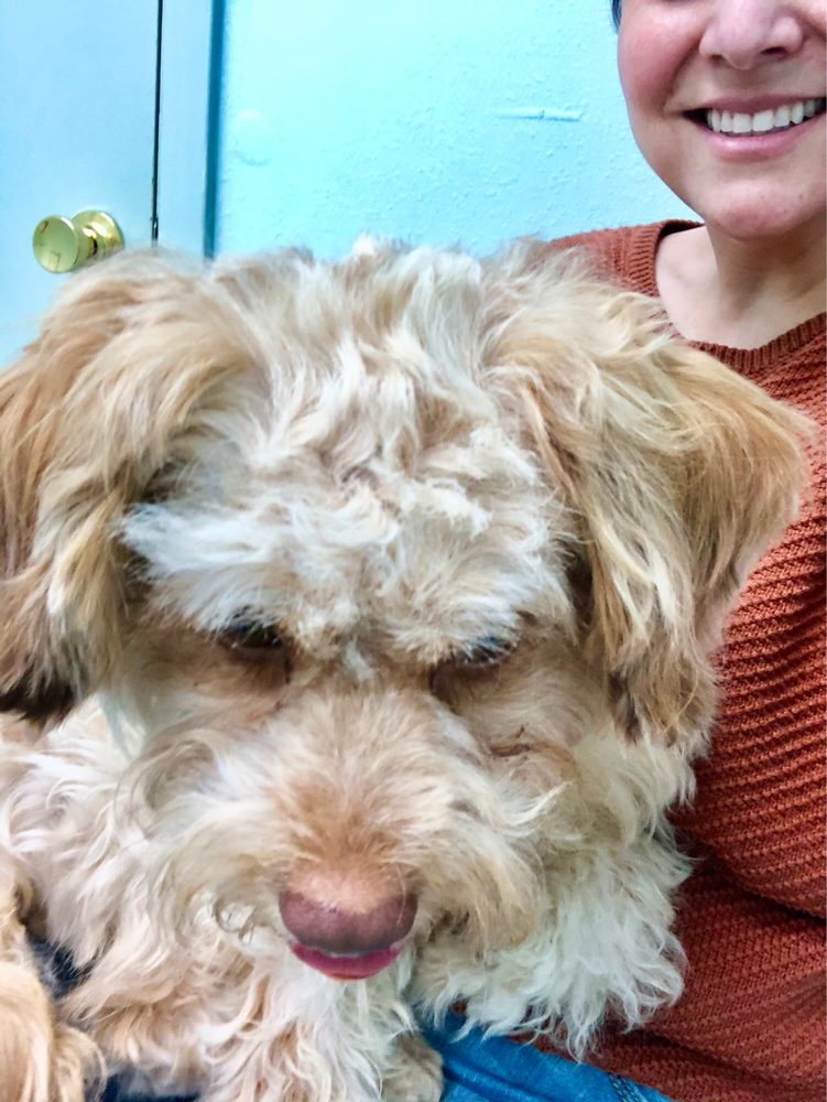 SOUTH TEXAS VETERINARY HOSPITAL 3808 McPherson Ave, Laredo, TX Yelp