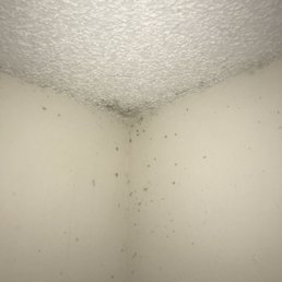 Black mold Black mold
