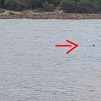 Moonshadow TQC Cruises - Dolphin - Boat Charters Near Me - Nelson Bay, NSW