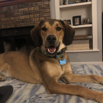 Dog Saver - Barlow was adopted through Dog Saver and is an amazing pup :) - Animal Shelters Near Me Dog Saver - Barlow was adopted through Dog Saver and is an amazing pup :) - Animal Shelters Near Me