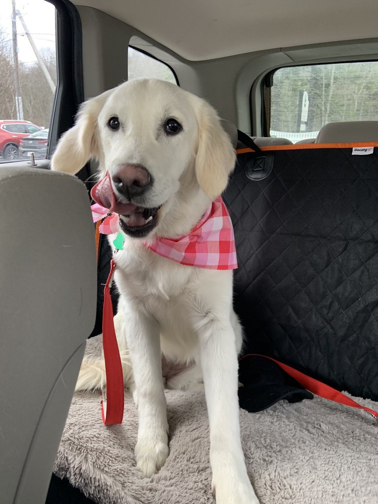 THE BARKWOOD INN PET RESORT 20 Photos & 28 Reviews Pet Boarding