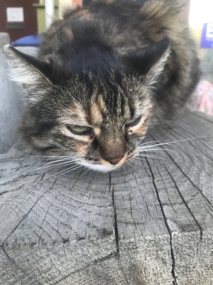 Takubeh natural market & Agricultural Supply by null