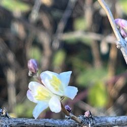 Rob Wallace Park - Spring flowers