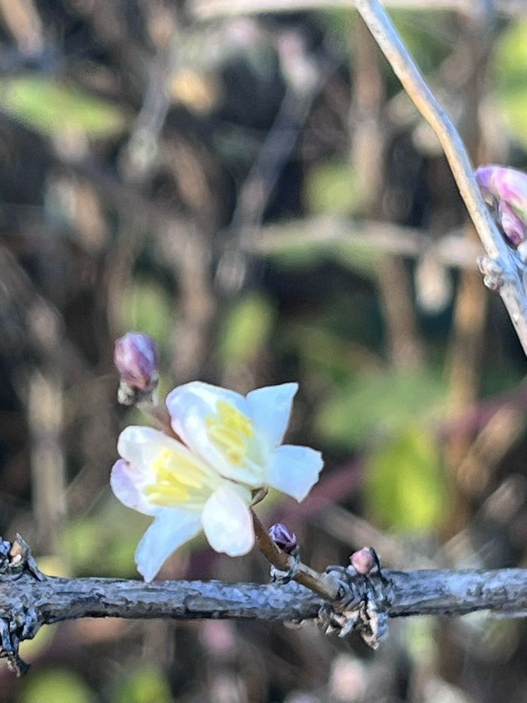 Rob Wallace Park Logo