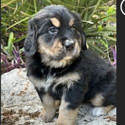 Day & Evening Pet Hospital & Surgical Center - Our new girl
