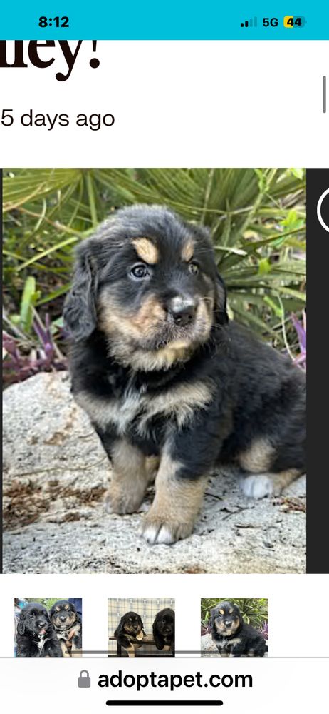 Day & Evening Pet Hospital and Pet Surgical Center Image