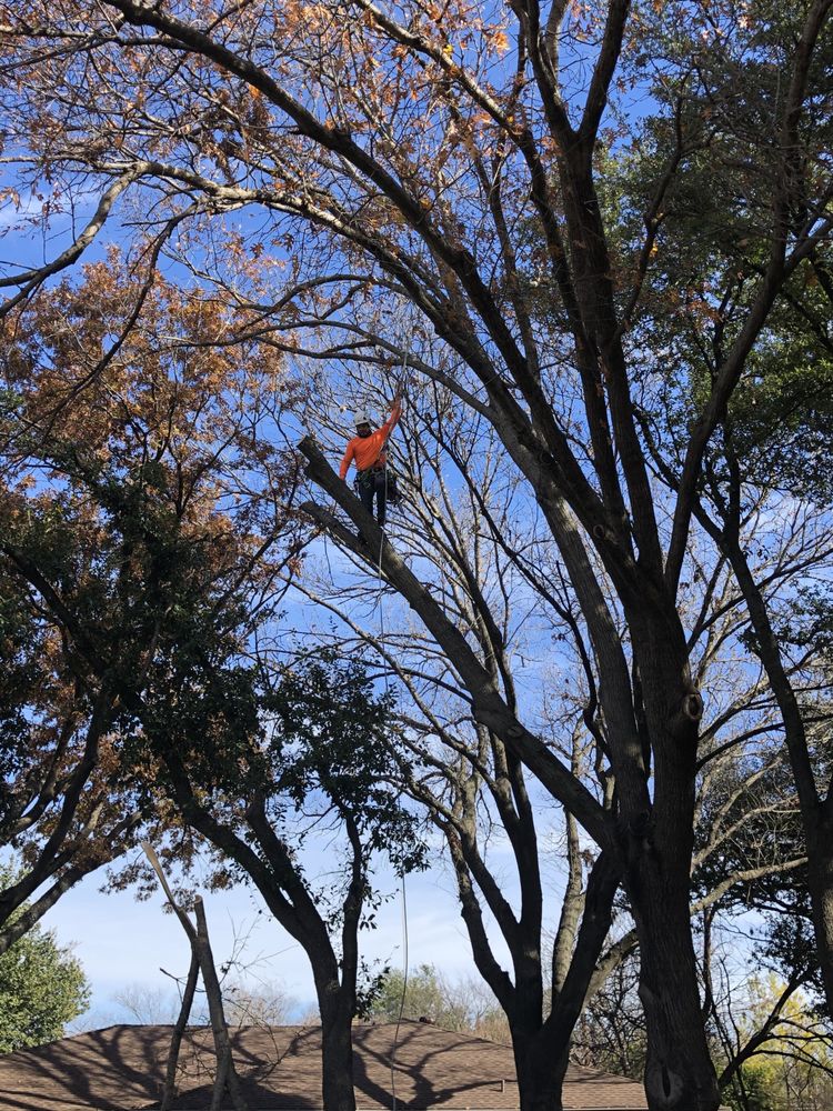 Acadia Tree Care - tree service in Richardson, TX