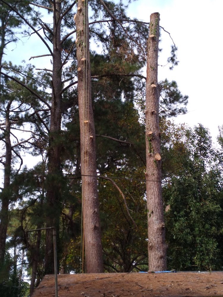 Affordable Tree Service - tree service in Terry, MS