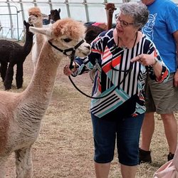 Northern Blessings Alpacas - Taking Tandy for a walk