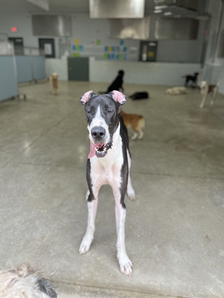 THE LODGE FOR PAMPERED PETS Updated October 2024 22 Photos & 16