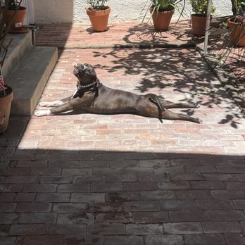 Bullies and Buddies - Sunbathing queen - Animal Shelters Near Me Bullies and Buddies - Sunbathing queen - Animal Shelters Near Me